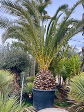 Phoenix canariensis